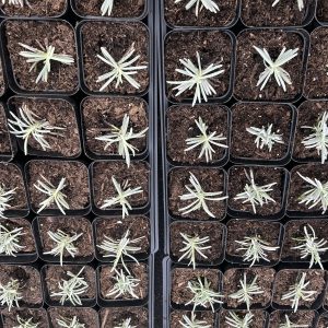 Lavender plants