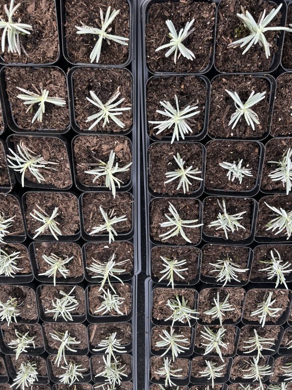 Lavender plants