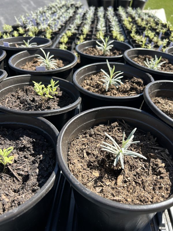 Lavender plants large pot